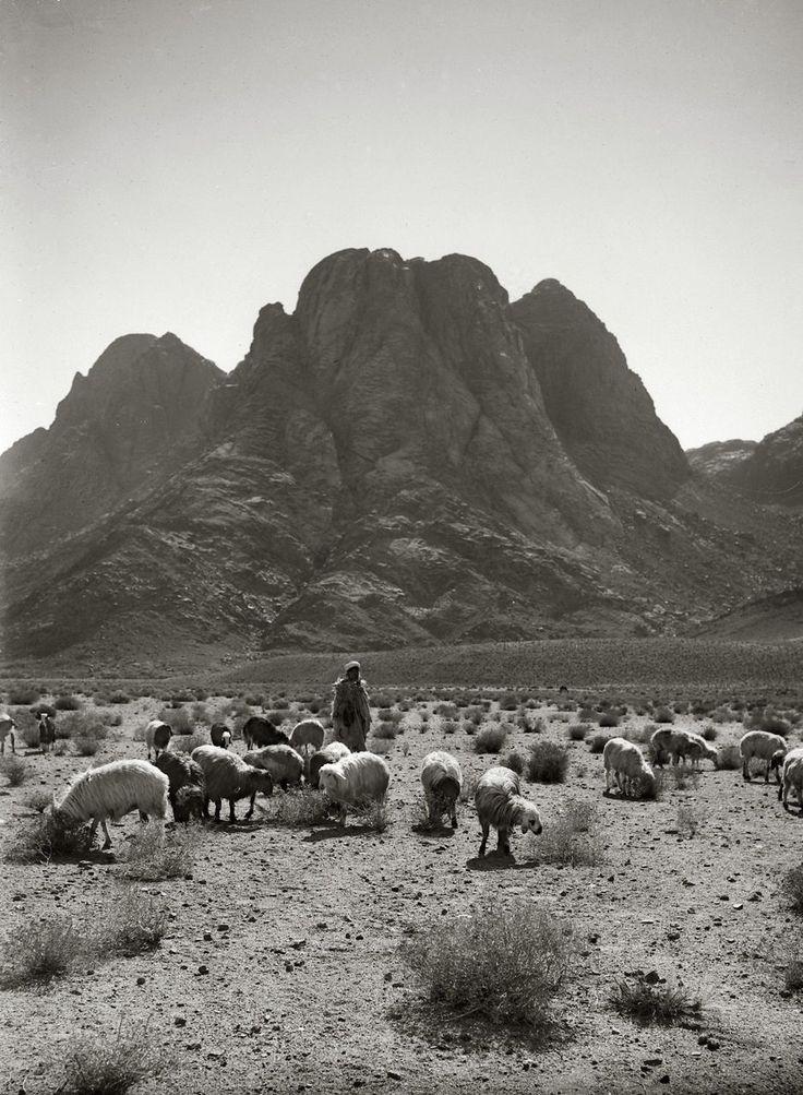 Sinai 1